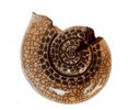 Schnecke